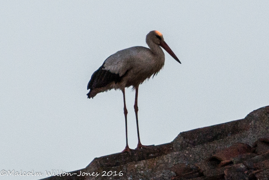 White Stork; Cigüeña Blanca