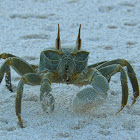 Horn-eyed Ghost Crab