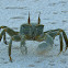 Horn-eyed Ghost Crab