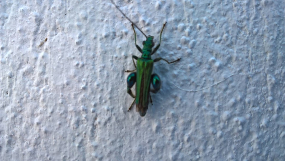 Thick-Legged Flower Beetle