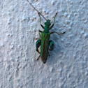 Thick-Legged Flower Beetle