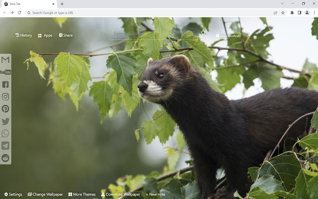 Ferret Wallpaper Custom New Tab