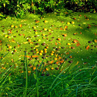 Disordine naturale di 