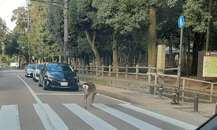 GRヤリスの奈良公園・月ヶ瀬橋に関するカスタム事例の投稿画像4枚目