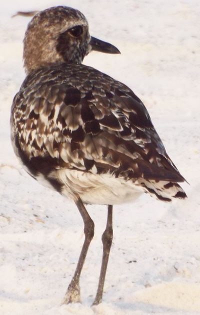 Black-bellied Plover/Grey Plover