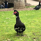 Muscovy Duck