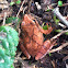 Mountain chorus frog