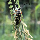 Banded Longhorn Beetle