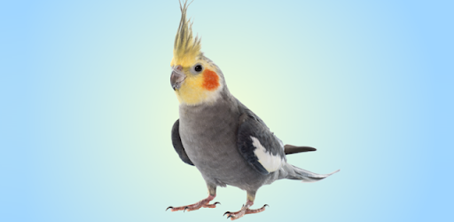 Cockatiel Sounds