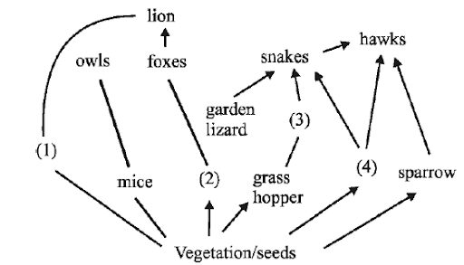 Food Web