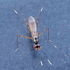 Stilt-legged fly