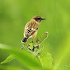 Siberian Stonechat