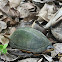 White-lipped mud turtle