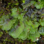 Liverwort