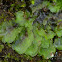 Liverwort