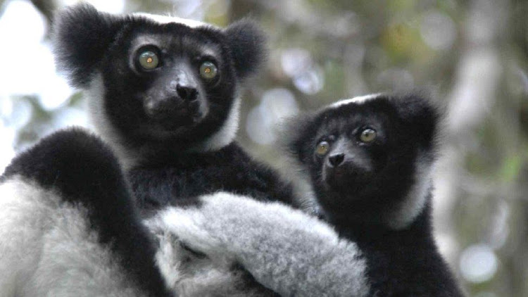 The vast majority of lemur species, unique primates found only in Madagascar, are on the brink of extinction