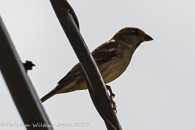 House Sparrow