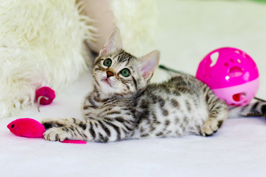 A green-eyed cat lying on bed with pink toys.