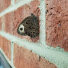 Common Wood Nymph