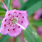 Mountain Laurel