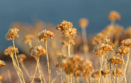 Dried flowers small promo image