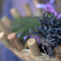 Lavanda di 