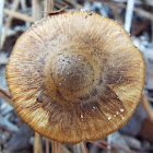 unknown toadstool