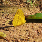 Orange-barred sulphur