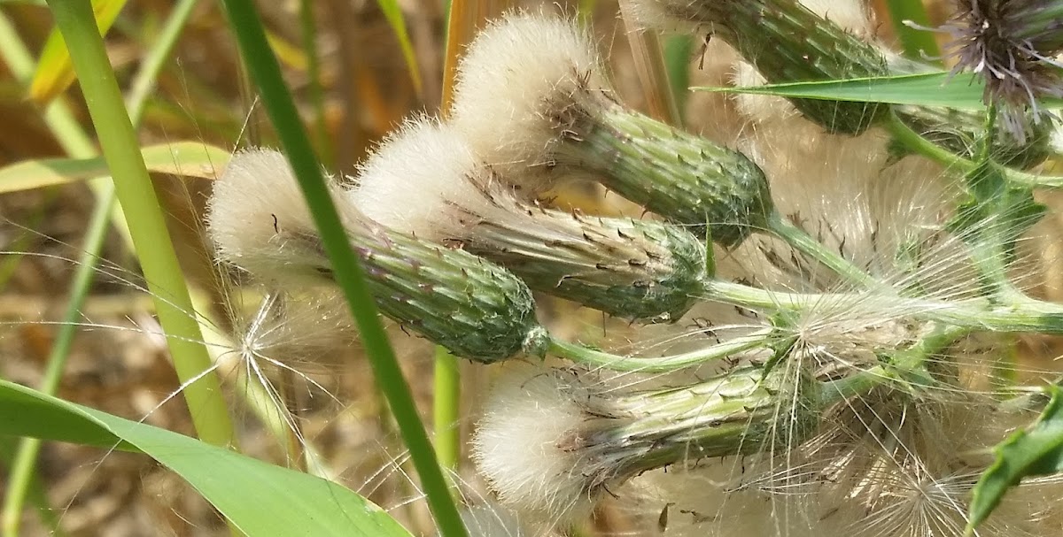 Canada thistle