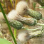 Canada thistle