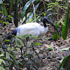 African sacred ibis