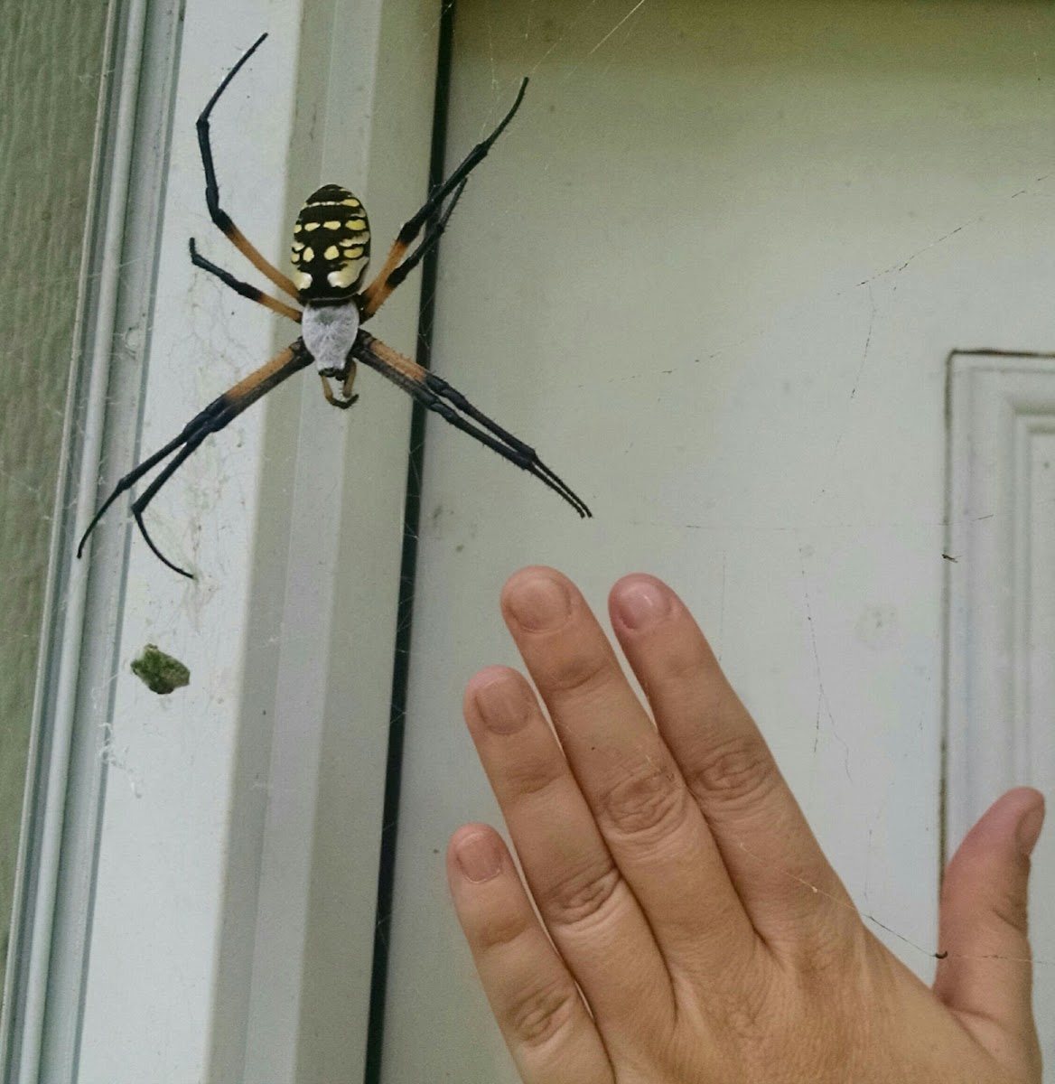 Black and Yellow Garden Spider