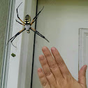 Black and Yellow Garden Spider