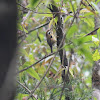 Rufous-winged Fulvetta