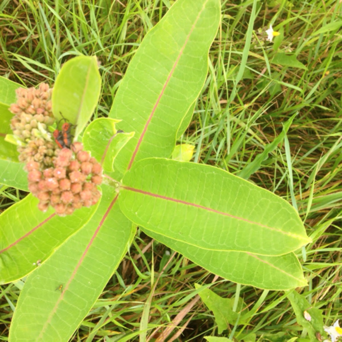 Milkweed