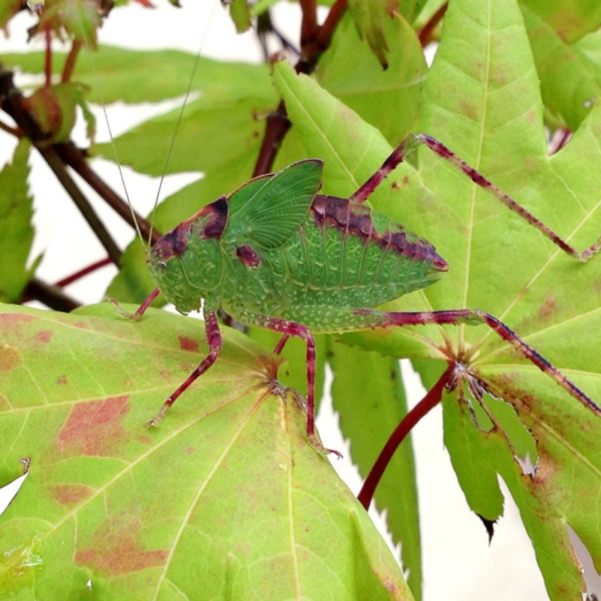 Greater angle-wing katydid