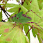 Greater angle-wing katydid