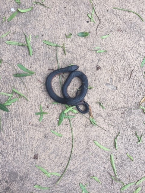 Red Belly Black snake