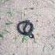 Red Belly Black snake