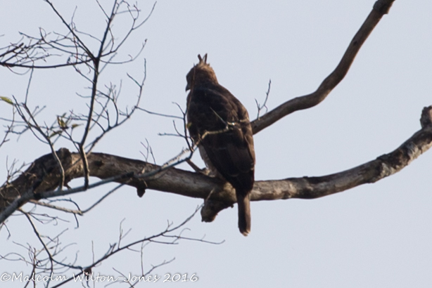 Blyth's Hawk Eagle