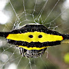 Yellow Horned Spider