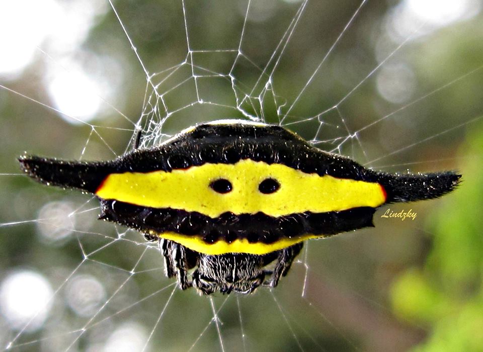 Yellow Horned Spider