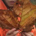 American Sycamore