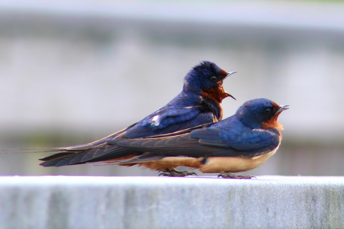 Barn Swallow