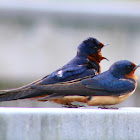 Barn Swallow