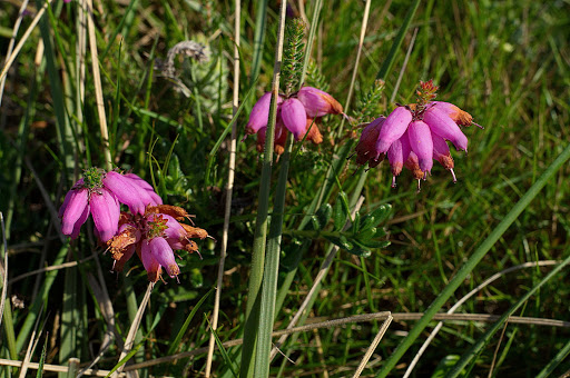 Erica ciliaris