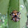 Tortoise Beetle