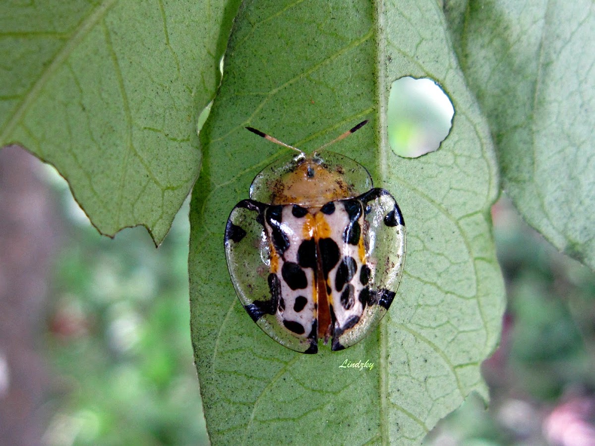 Tortoise Beetle