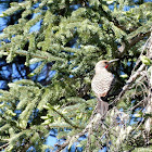 Northern Flicker