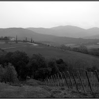 La campagna nella patria del Sassicaia di 